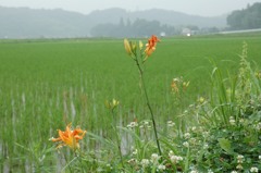 ヤブカンゾウ、田んぼが合う