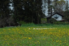 たんぽぽ、誰も知らない場所