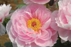 ボタン、まぶしい