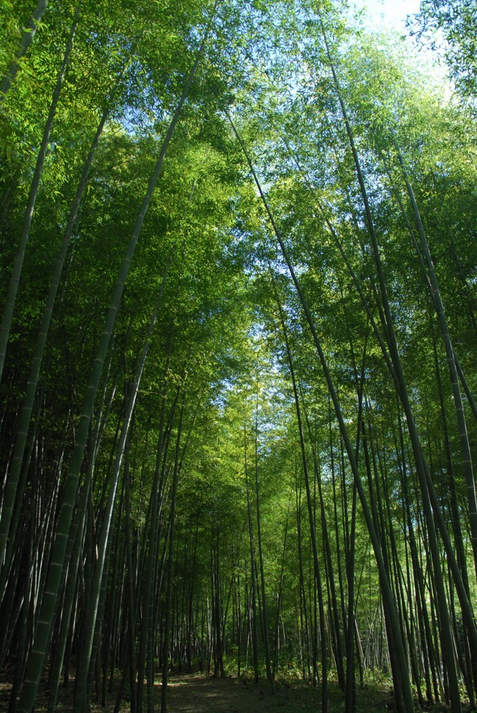竹林、背伸びして