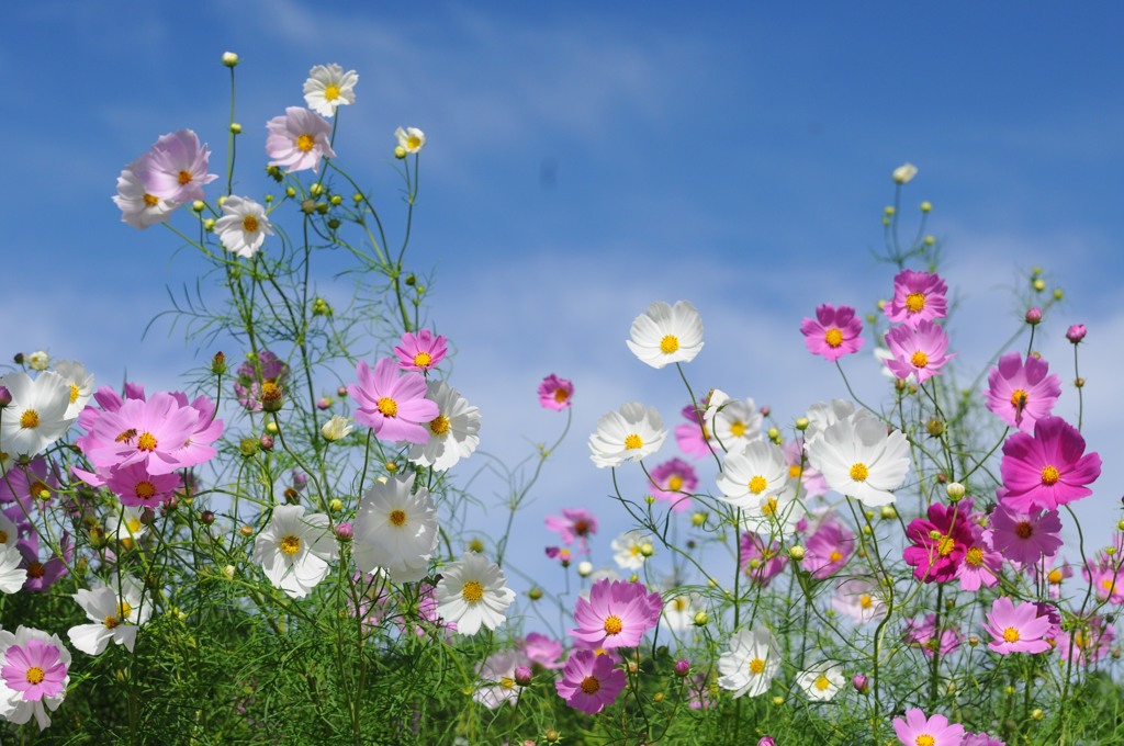 コスモスの合唱隊