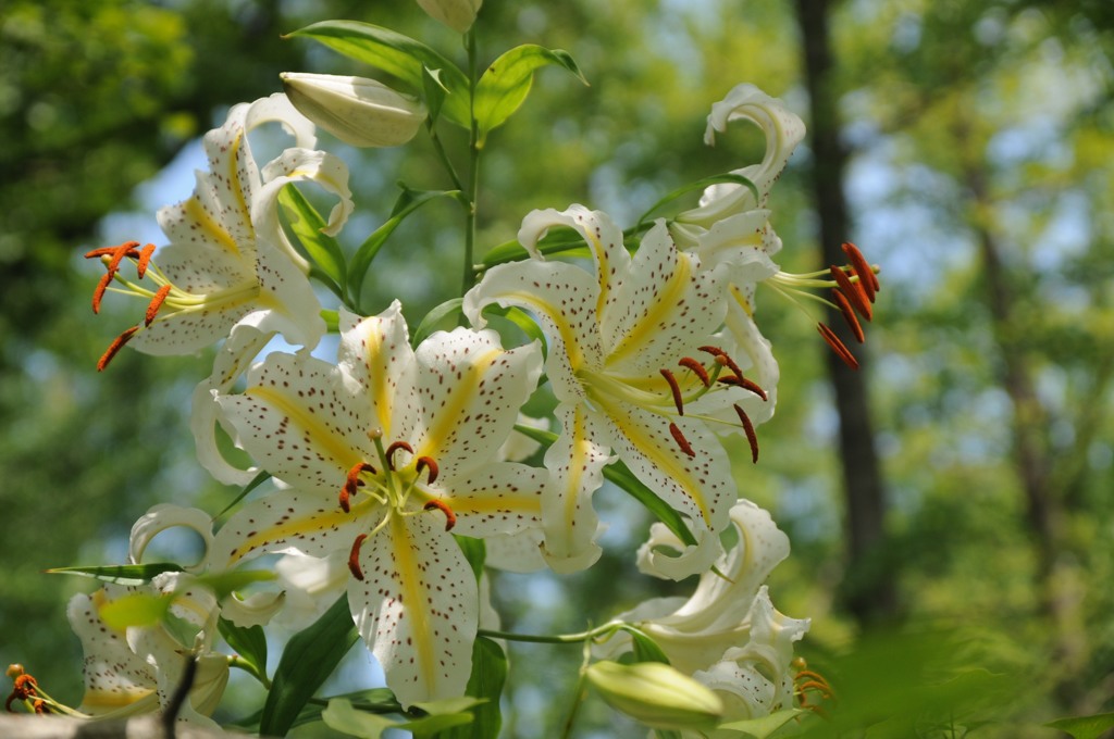 ヤマユリ、暑い