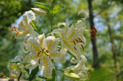 ヤマユリ、暑い