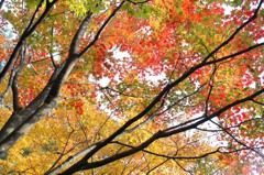 紅葉、友禅模様に
