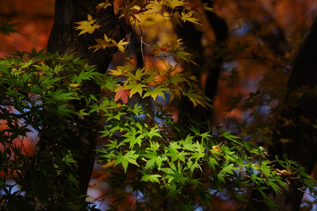 紅葉、黄葉、いろんな色が