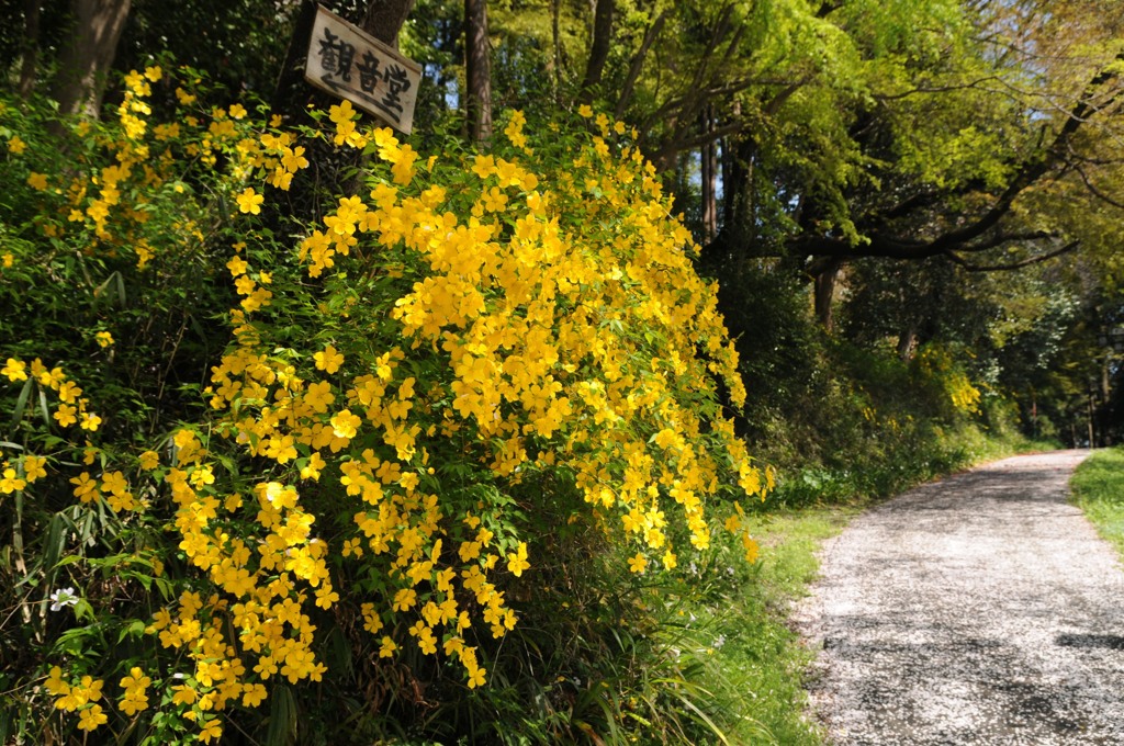 桜の絨毯とヤマブキ