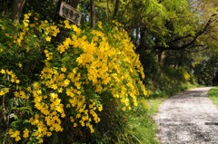 桜の絨毯とヤマブキ