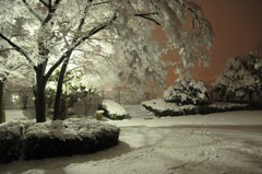 春の降雪、夜撮る