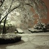 春の降雪、夜撮る
