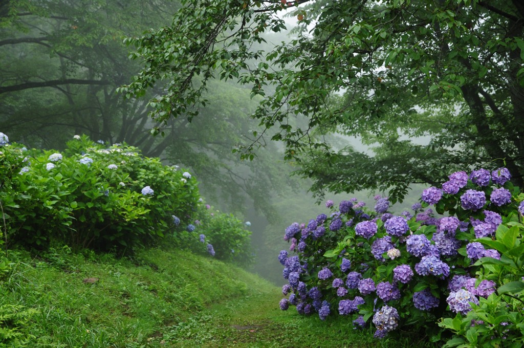 霧とあじさい