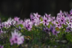 カタクリ、一斉に咲いて