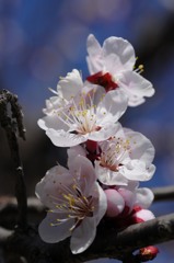 桜みたいな梅花