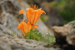 雨降って、スカシユリ