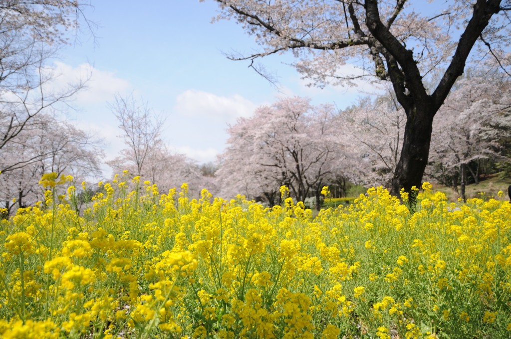 桜と菜の花と