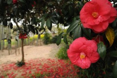 大きな椿咲いた