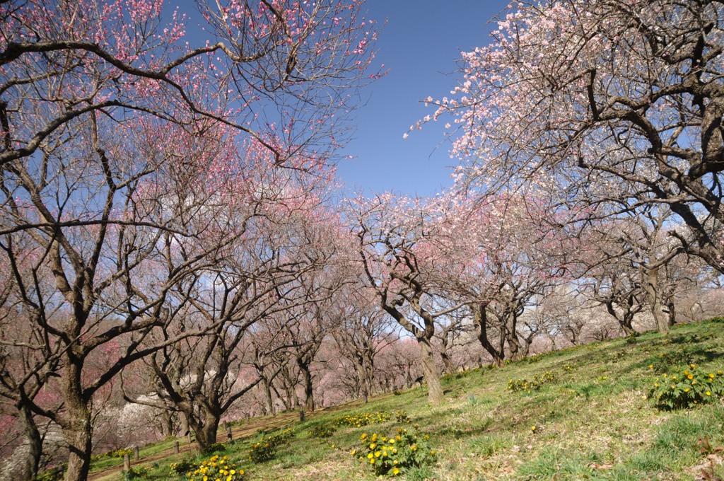 梅が桜のように咲いて