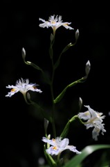 シャガ、スポットライト