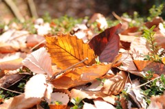 陽だまりの枯れ葉