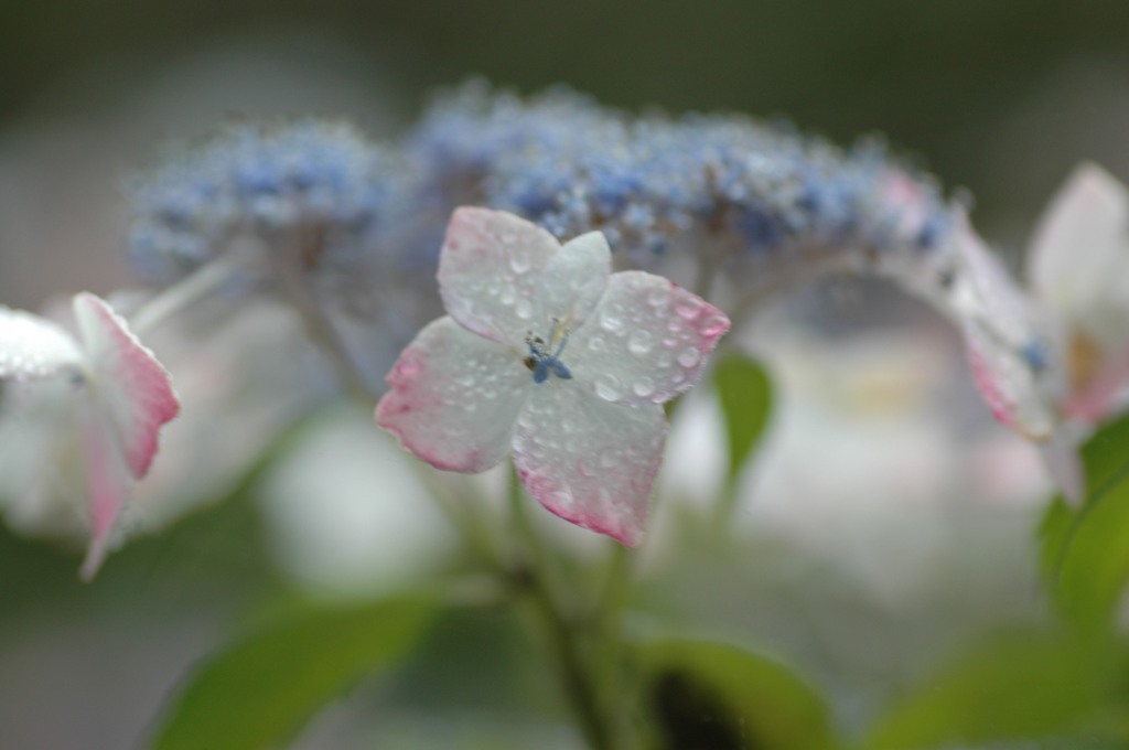 あじさい、寄り過ぎた