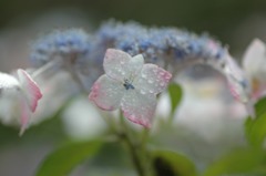 あじさい、寄り過ぎた