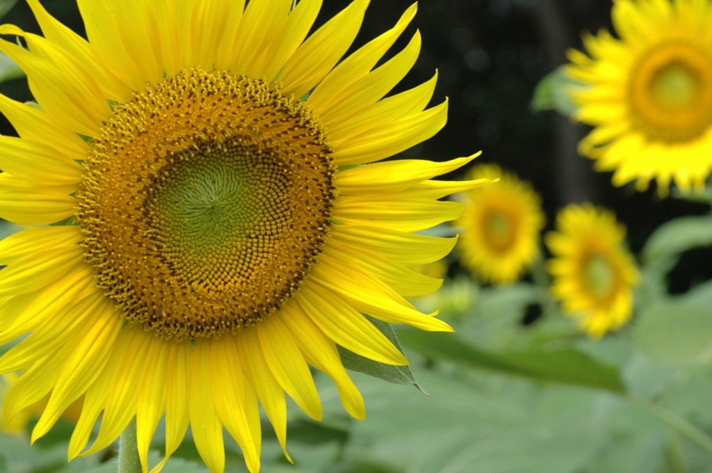 ひまわり、アップで
