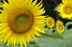 ひまわり、アップで