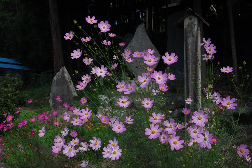 コスモス、神社の前で