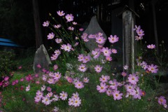 コスモス、神社の前で