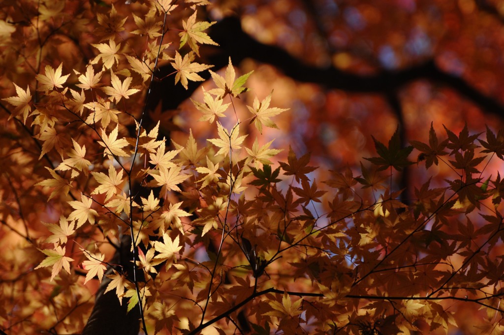 紅葉、光って