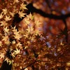紅葉、光って