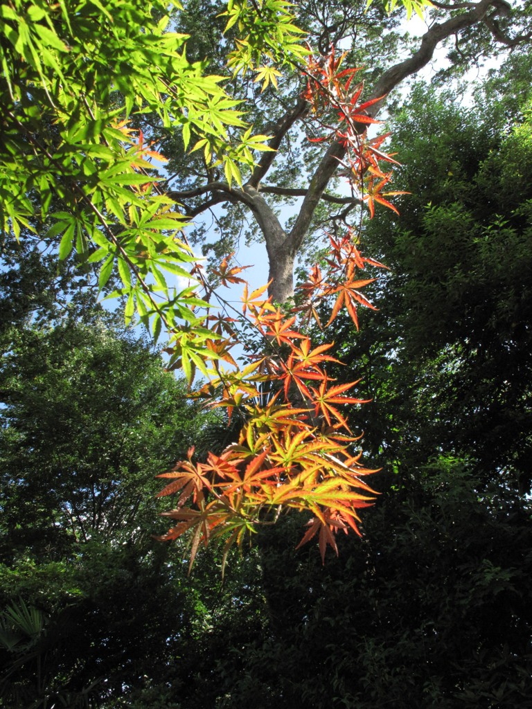 夏の紅葉