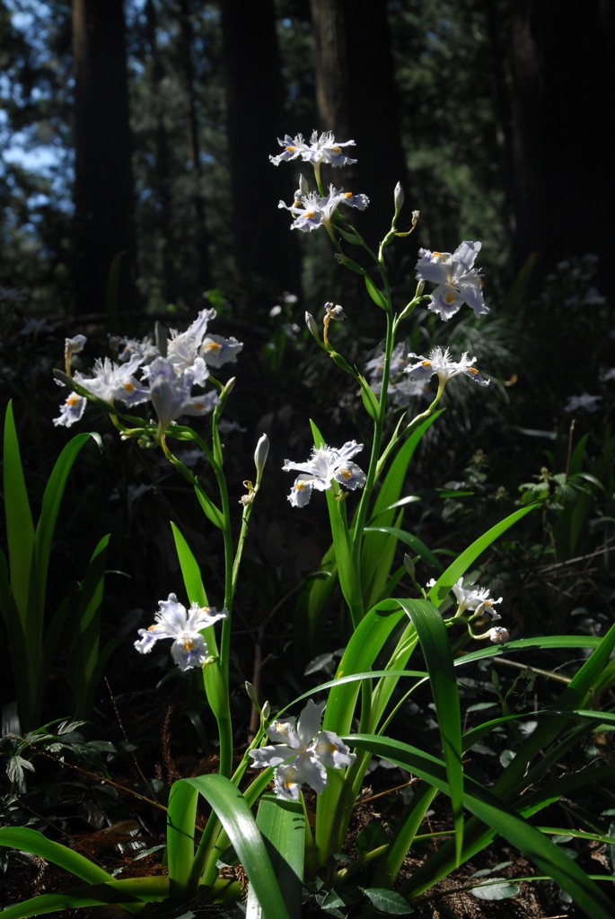 花を供えて、合掌
