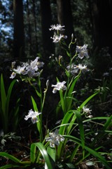 花を供えて、合掌
