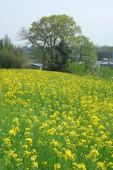 菜の花、まあるく咲いて
