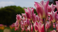 万博記念公園のチューリップ03
