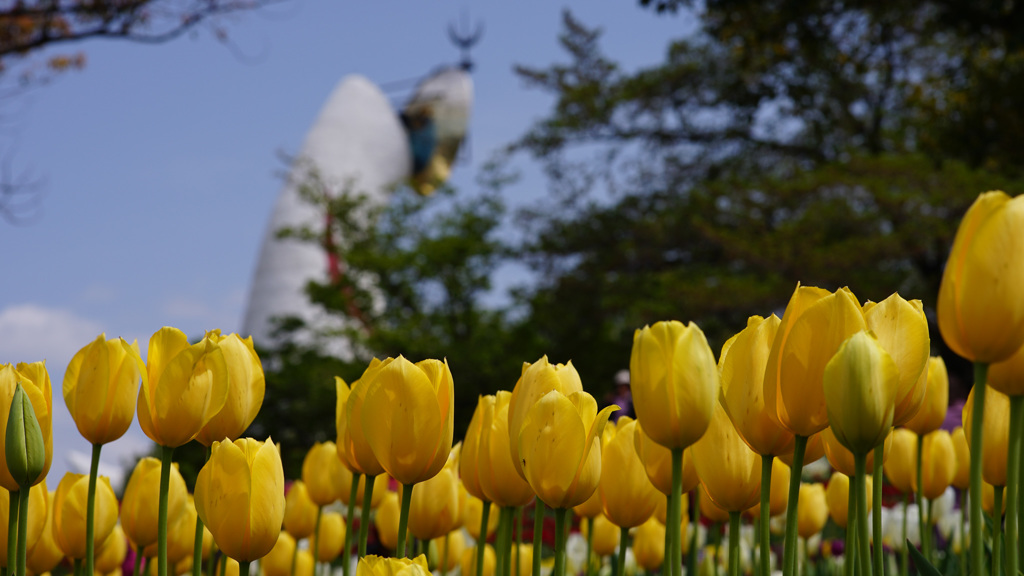 万博記念公園のチューリップ06
