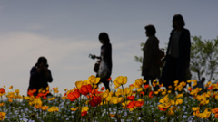 万博記念公園のポピー02