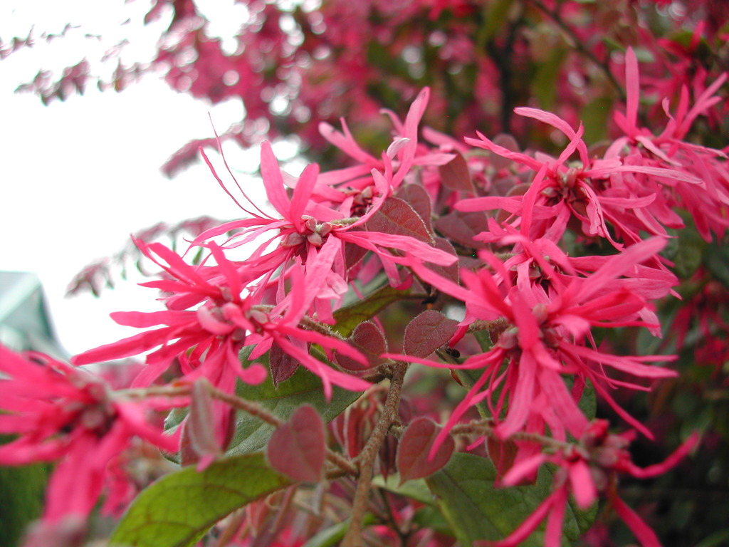 マンサクの花