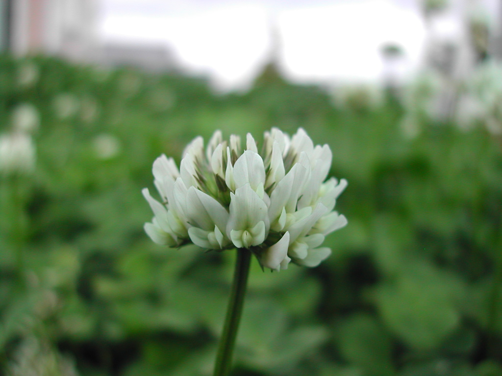 シロツメクサの花