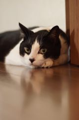 うちのにゃんこ♡
