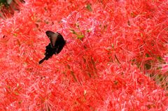 BLACK ON RED