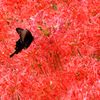 BLACK ON RED