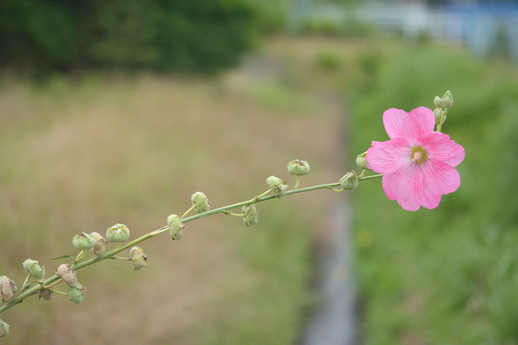 横切ってます？