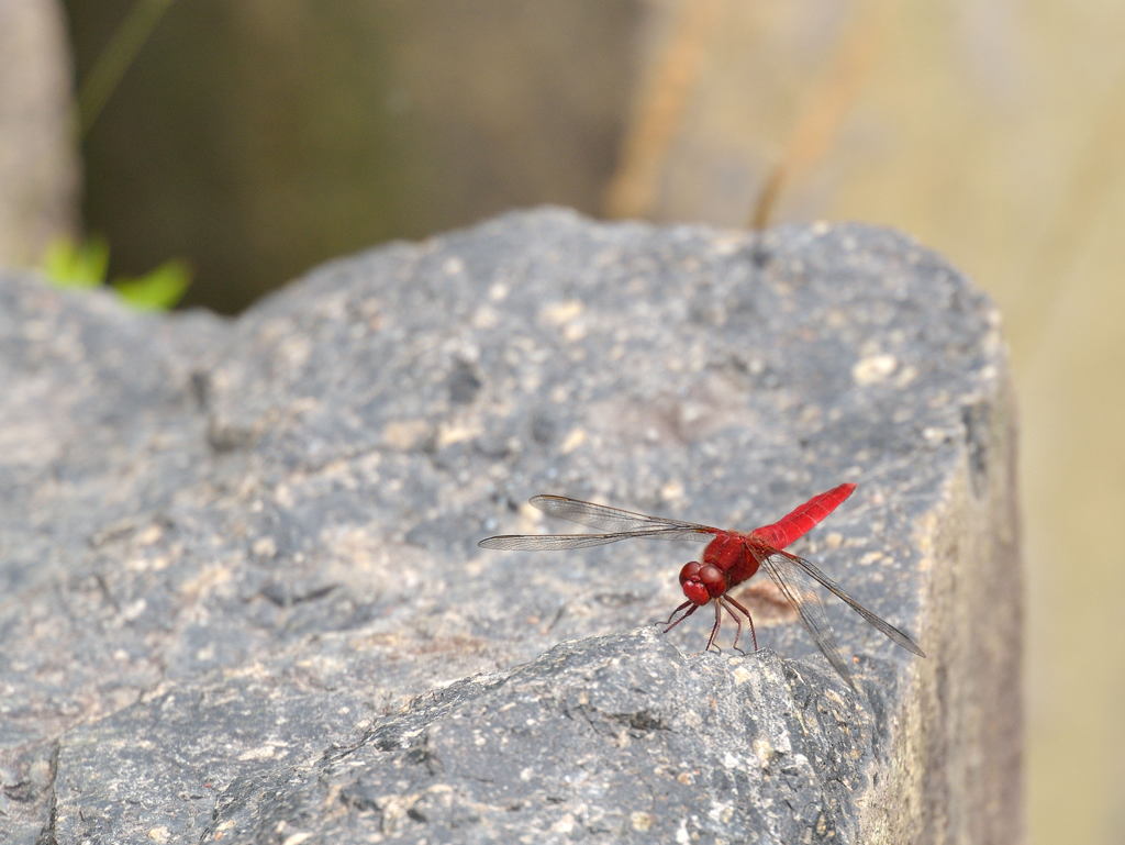 赤トンボ