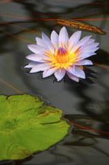 蓮の花
