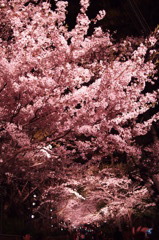 夜桜