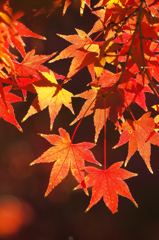 宇治の紅葉