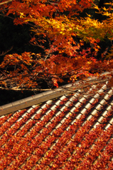 宇治の紅葉