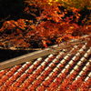 宇治の紅葉