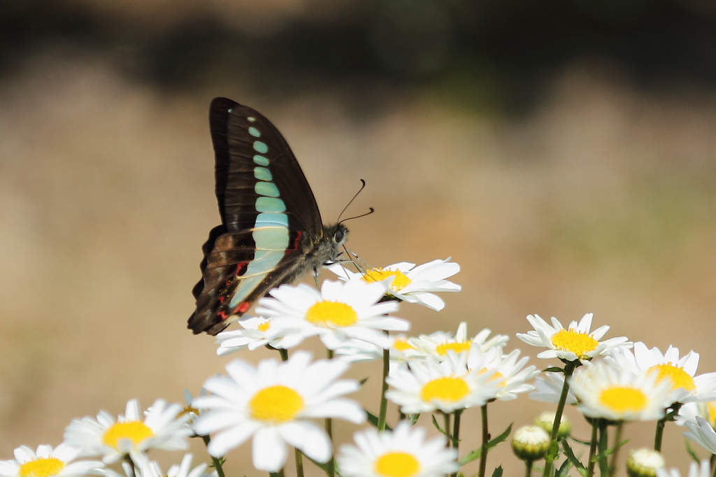 blue　ｂｕｔｔｅｒｆｌｙ